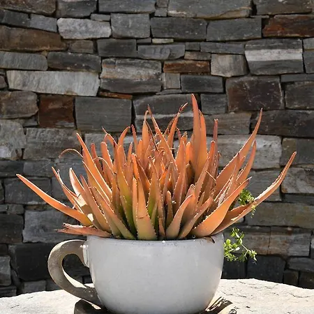 Paros Butterfly Appartamento